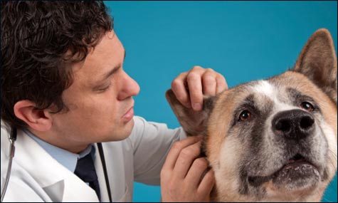 Vets Equipment