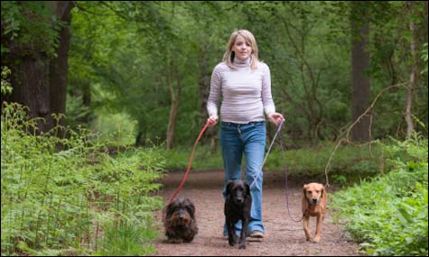 Walking Dogs